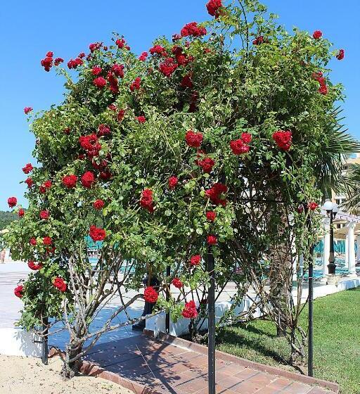Duni Marina Beach Hotel   All Inclusive