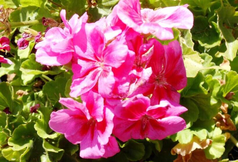 B&b Al Giardino