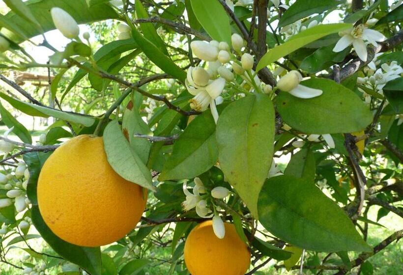 تختخواب و صبحانه Quinta Quinze