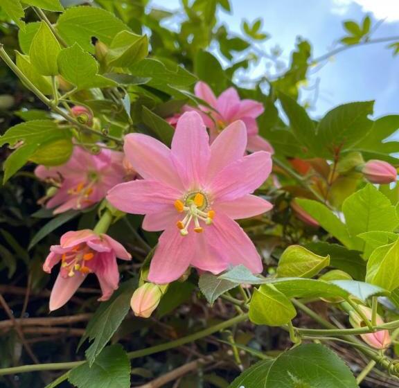 تختخواب و صبحانه Campestre Villa Los Duraznos