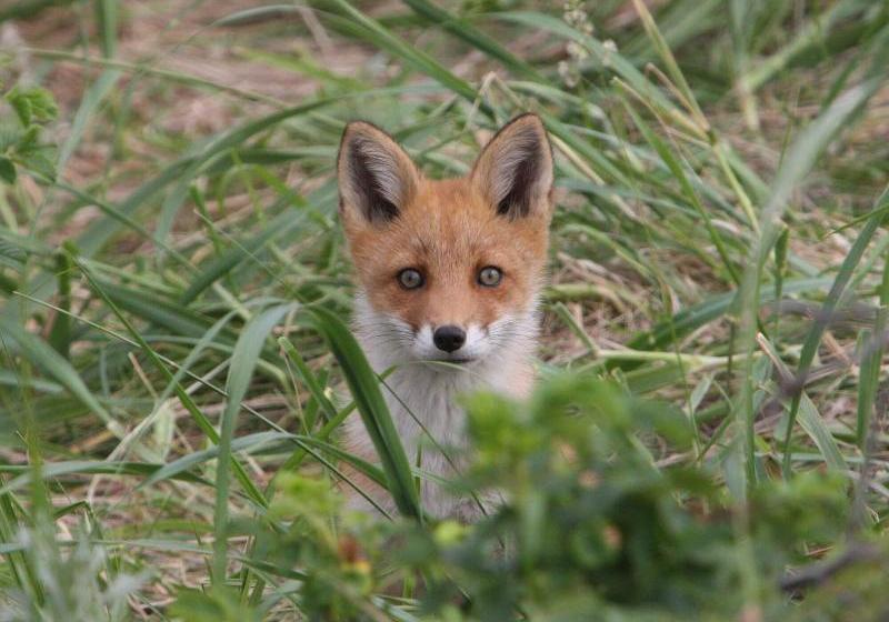 酒店 Koshimizu Hana Kotori Youth Hostel