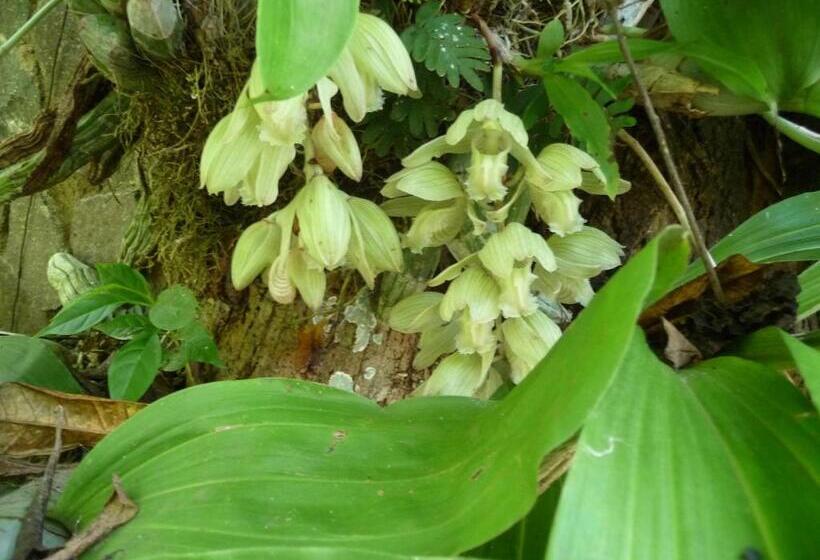 تختخواب و صبحانه Zopango Orchids Island