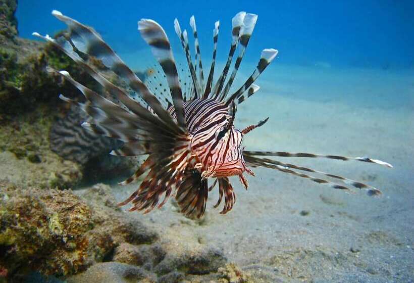 Hotel Oonas Dive Club