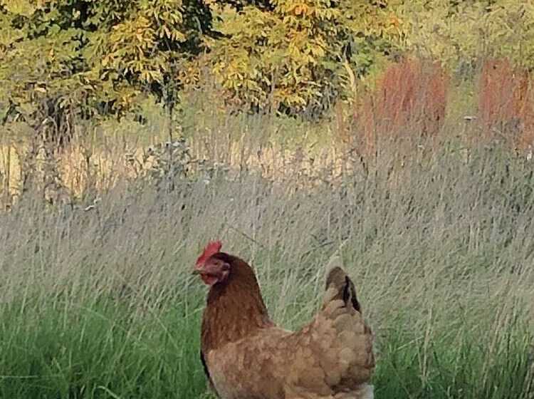 ホテル Cosy Glamping 4m Bell Tent In Rural Herefordshire