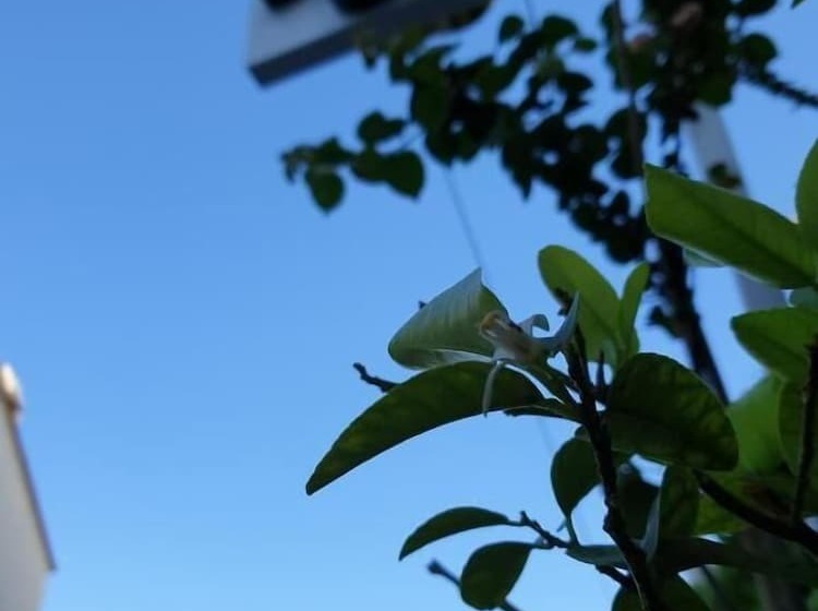 Limon Pansiyon