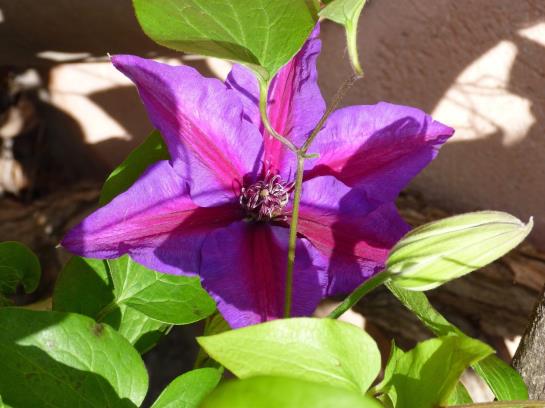 בית מלון כפרי Vert