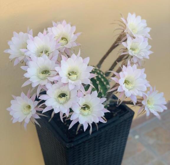 مبيت وإفطار Bb Borgo Biella