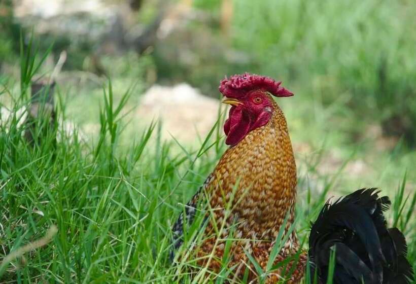 مبيت وإفطار Finca Umnisa   Choachi