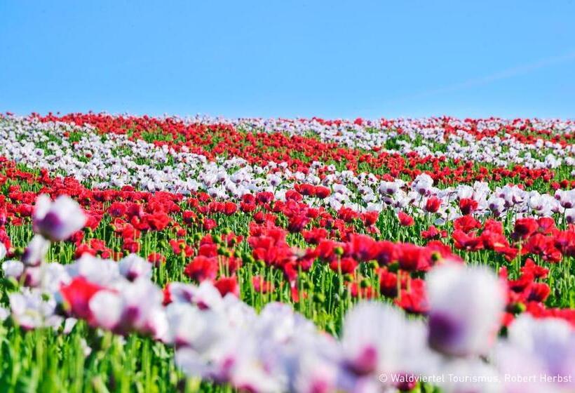 הוסטל Gasthof Speneder