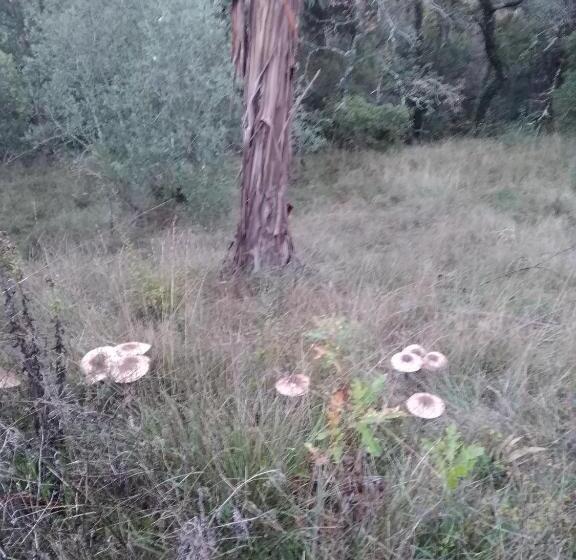 ホテル Quintinha Do Casal Ruivo