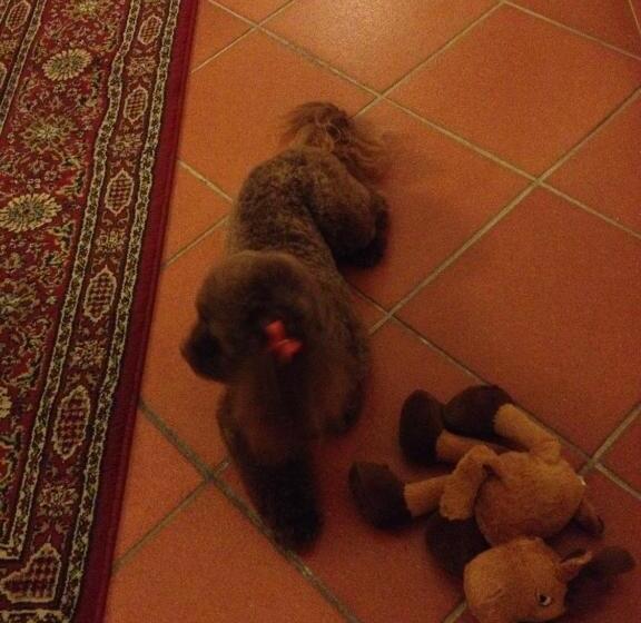 Fotos del hotel Residenza Millennium:  7