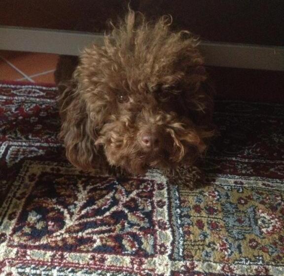 Fotos del hotel Residenza Millennium:  5