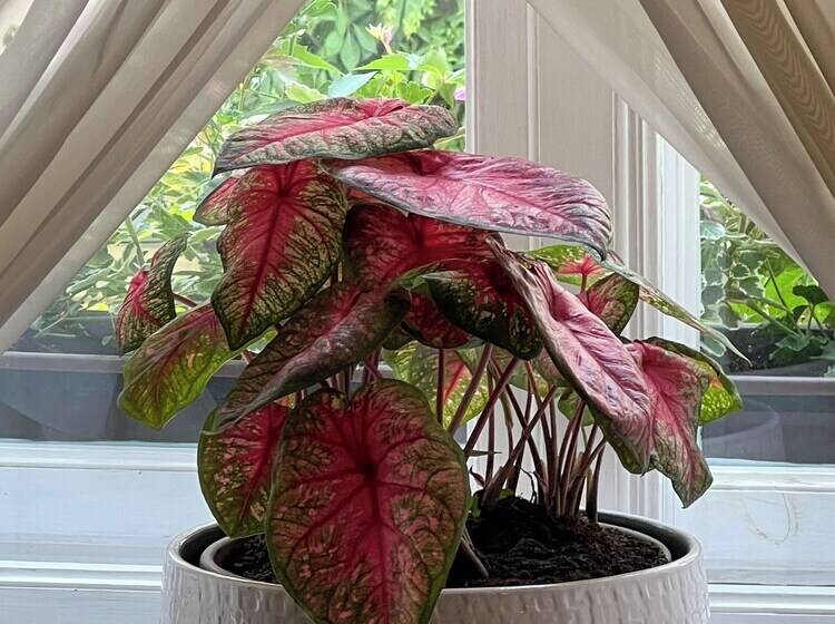 Fotos del hotel Karmel Residence:  10