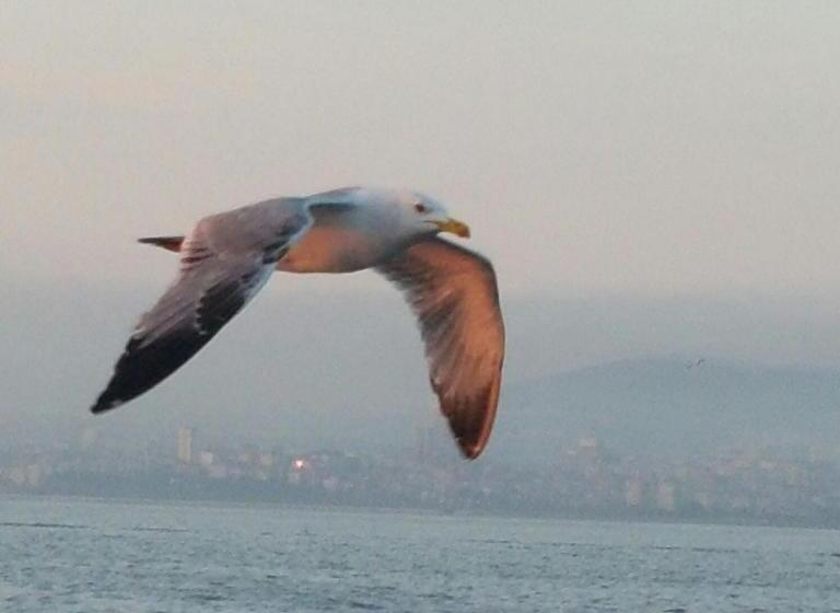 Fotos del hotel Villa Sphendone Suites:  20