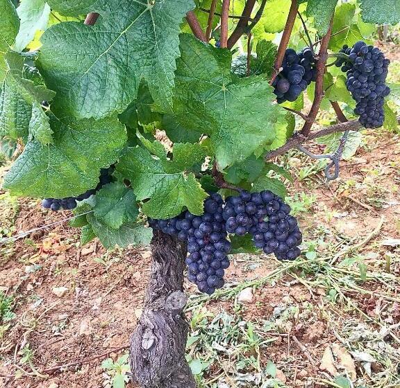 Отель La Maison Du Tonnelier élégance & Tradition Sur La Route Des Grands Crus De Bourgogne