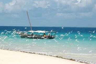 تختخواب و صبحانه Mafia Beach Bungalows Sea View