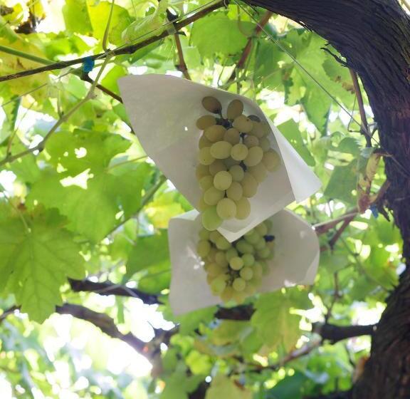 ريوكان Zen&bed Bogetsuan