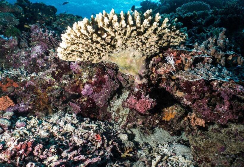 منتجع Gecko Nature Lodge Home Of Swahili Divers The Best Dive Center And Famous Gecko Restaurant