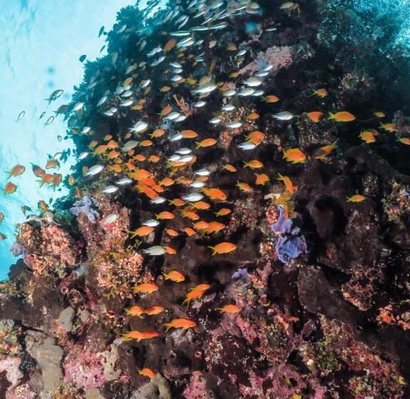 منتجع Gecko Nature Lodge Home Of Swahili Divers The Best Dive Center And Famous Gecko Restaurant