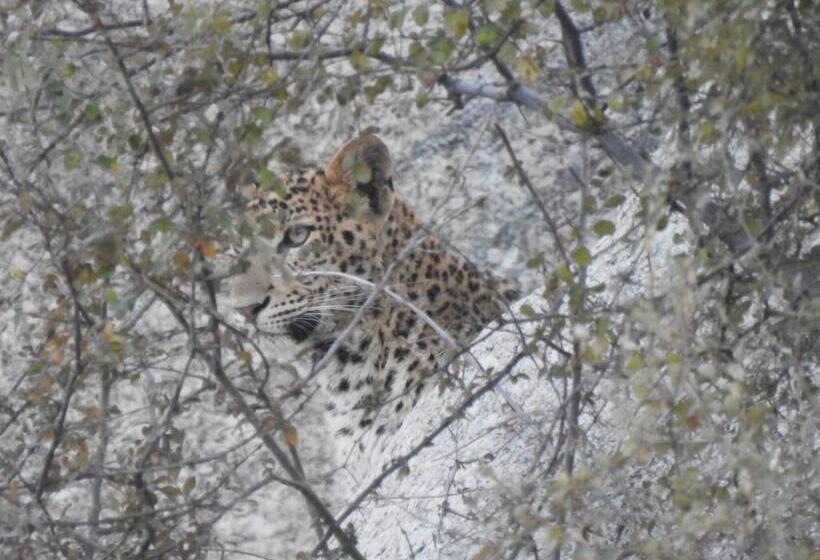 منتجع Jawai Bera Leopard Camp