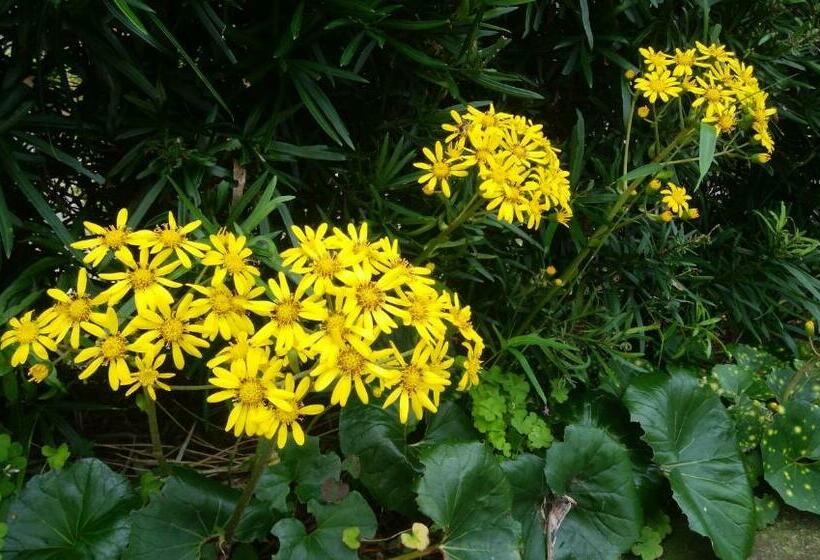 Pensionat 築100年の宿【はぶの家】