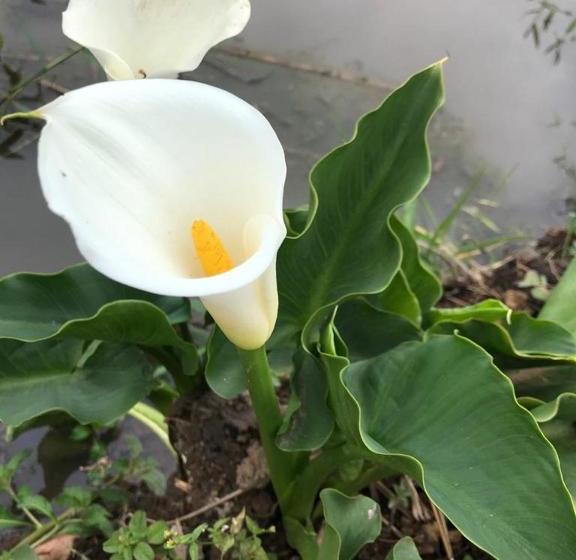 膳宿费 Rancho Dos Pássaros Amarelos