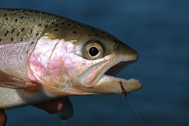 فندق Hilton Garden Inn Redding