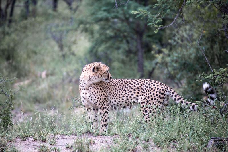 هتل Mdluli Safari Lodge
