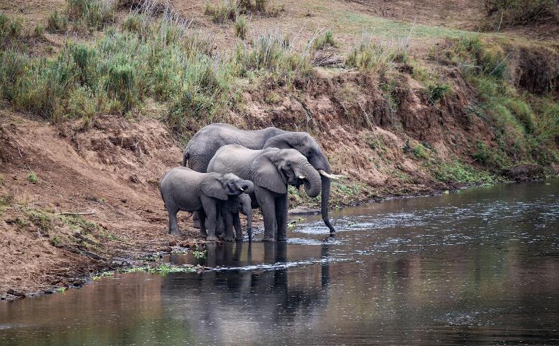 هتل Mdluli Safari Lodge