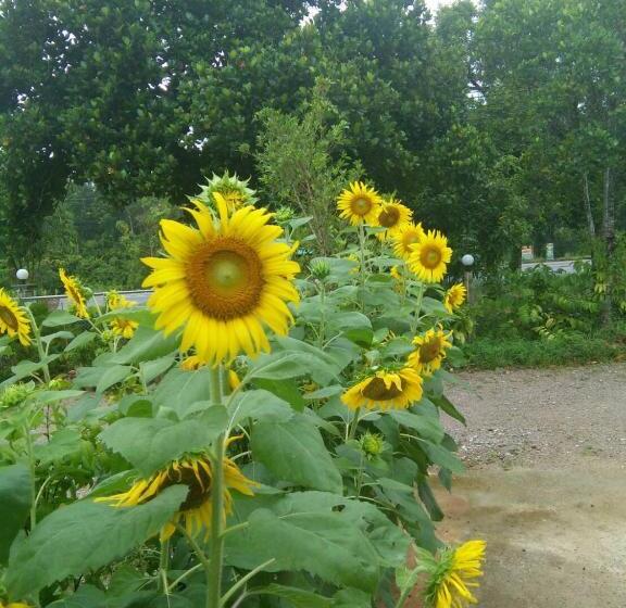 پانسیون Green Happy Homestay