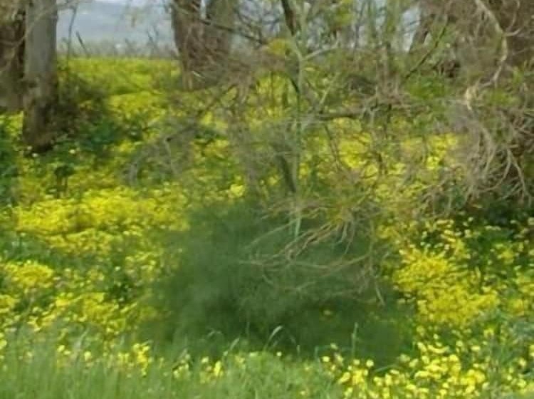 酒店 Agriturismo La Casa Di Botro