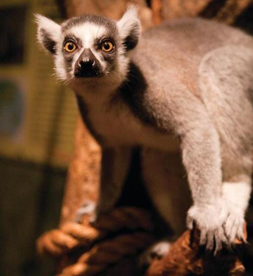 هتل Club Wyndham Towers On The Grove