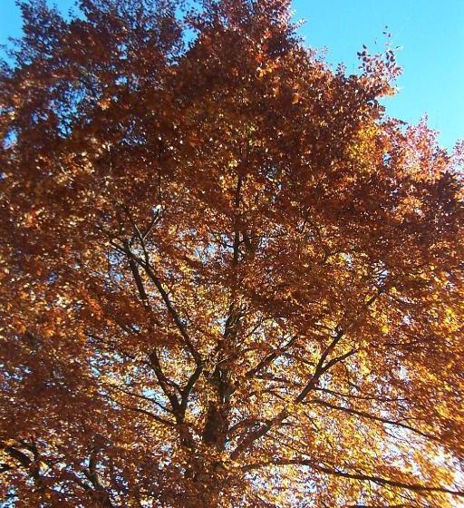 هتل Gästehaus Rübezahl