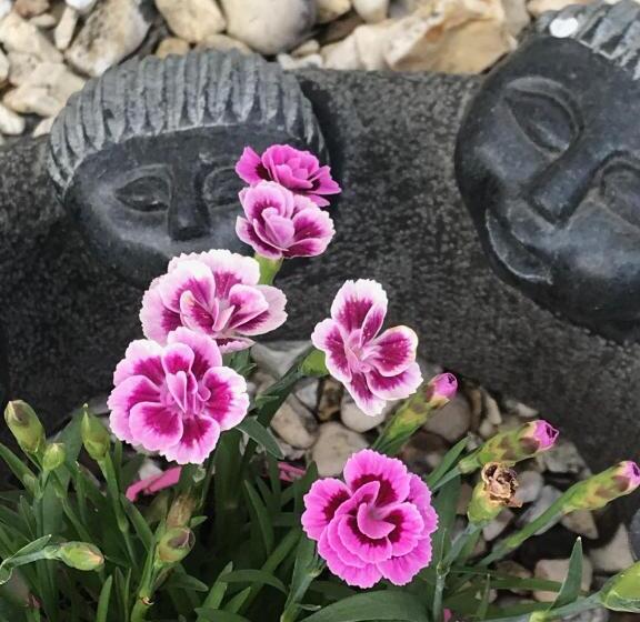 بنسيون Fox View Guesthouse