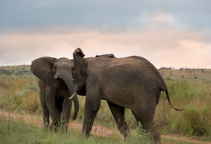 هتل Mhondoro Safari Lodge & Villa