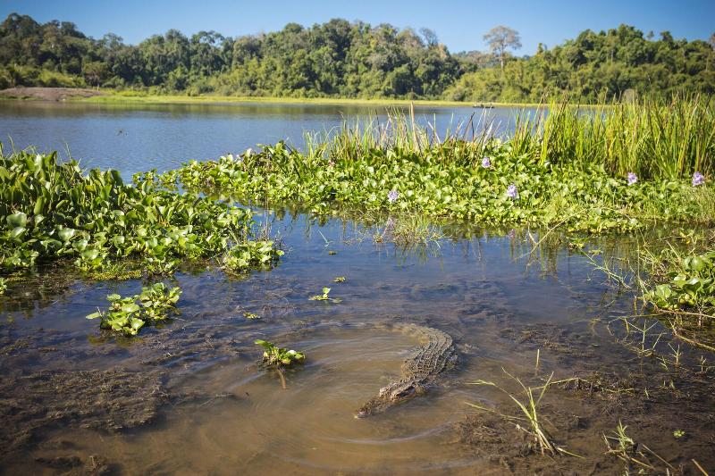 Fotos del hotel Cat Tien Jungle Lodge:  61