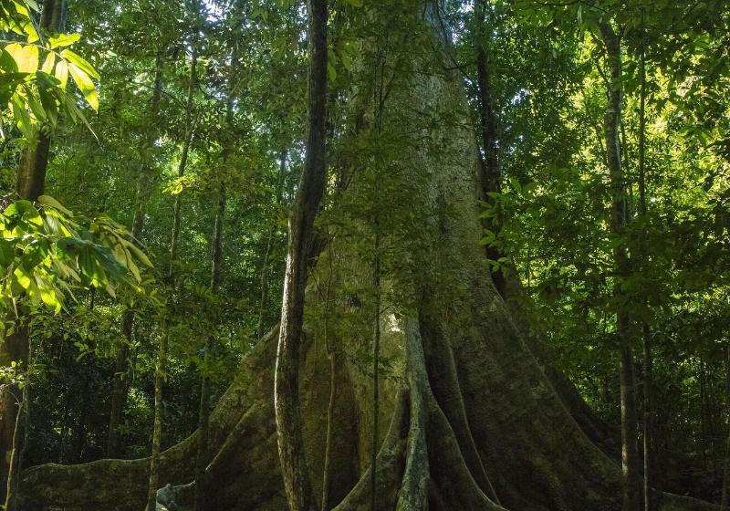 Fotos del hotel Cat Tien Jungle Lodge:  64