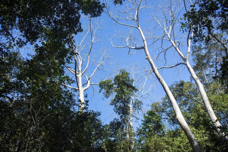 Fotos del hotel Cat Tien Jungle Lodge:  69