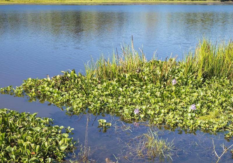 Fotos del hotel Cat Tien Jungle Lodge:  79