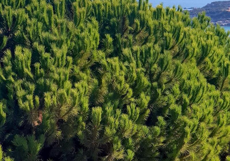 North Wind Hotels Karaburun