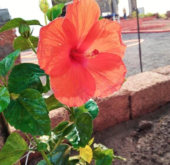 فندق صغير Pinacle Inn