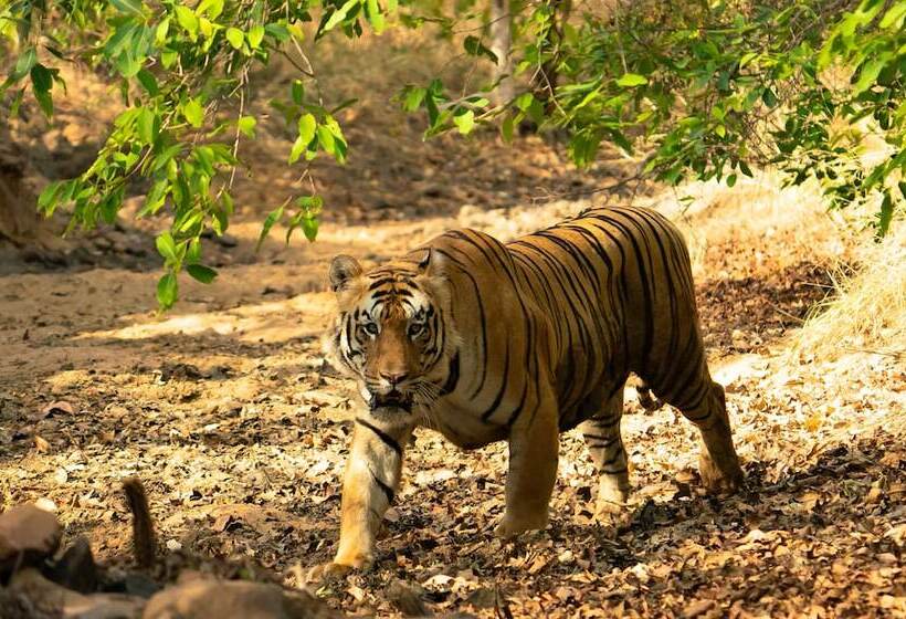ホテル Chimur Tiger Resort At Tadoba