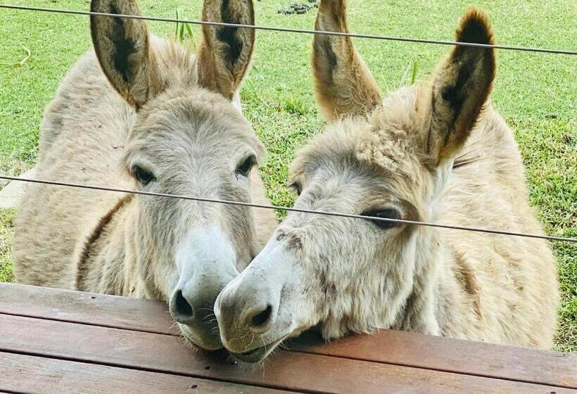 住宿加早餐  Sandalwood Downs Fabulous Farm Stay Toodyay