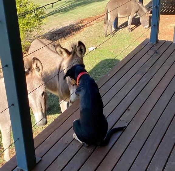 住宿加早餐  Sandalwood Downs Fabulous Farm Stay Toodyay