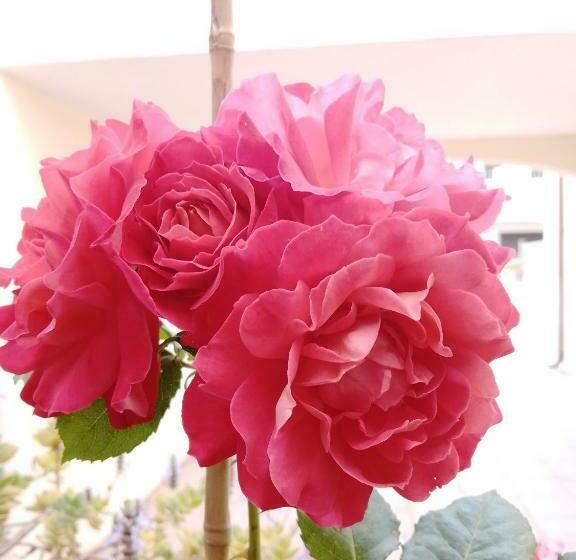 פנסיון Vivere In Famiglia