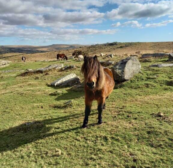 Общежитие Dartmoor Inn