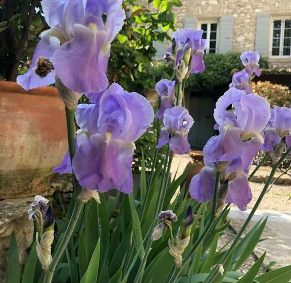 Bed and Breakfast La Figuiere Fontaine De Vaucluse