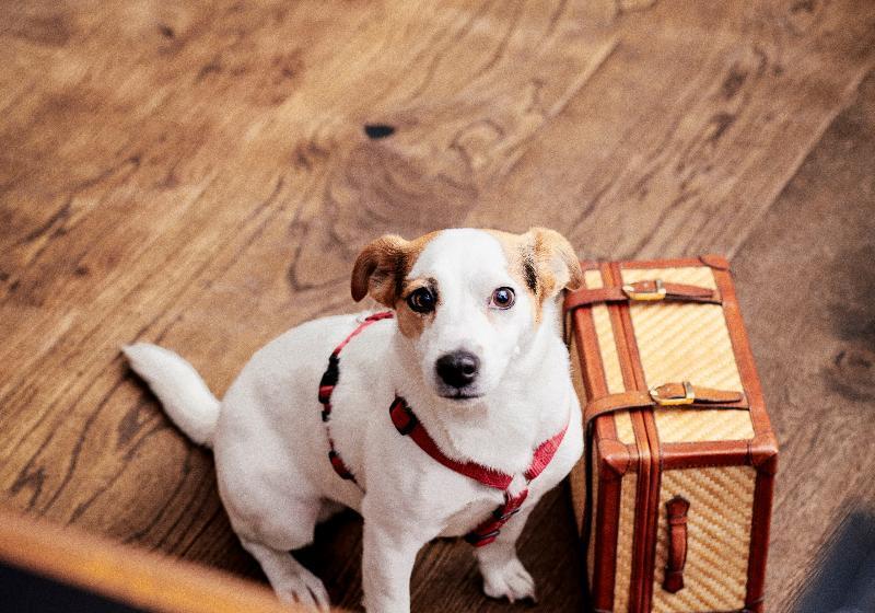 Fotos del hotel Daniel Vienna:  19