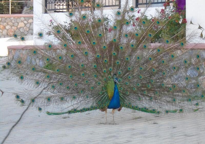 Lindos Nest