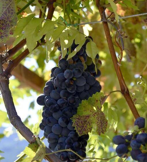 مبيت وإفطار Cà Ulivi